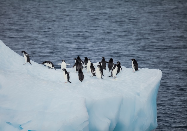 glace dans l&#39;océan