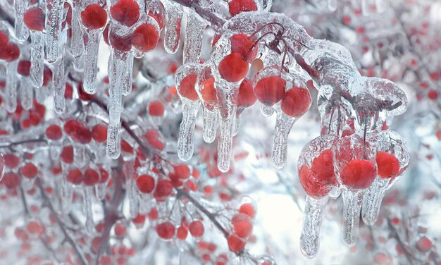 Des glaces de pluie glacées sur des branches avec des baies rouges Styling photo vintage