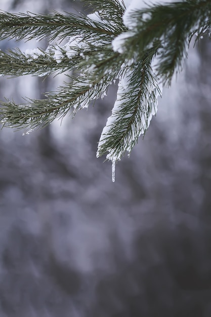 Glaçon transparent accroché à la branche de pin couverte de neige à l'extérieur. Détails de la nature hivernale.