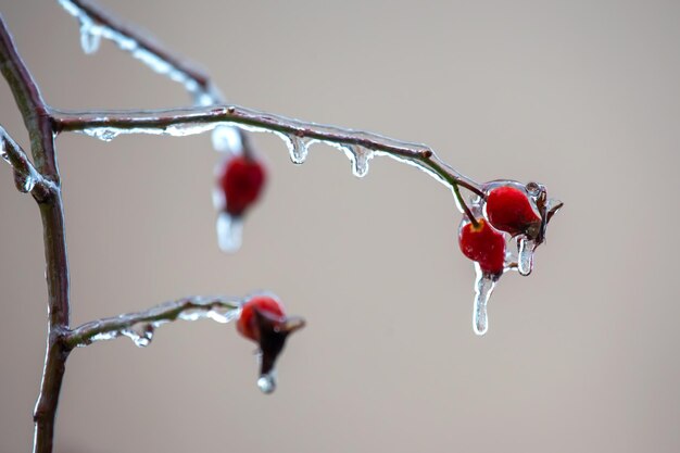 Glaçons sur les branches d'arbres glacés saison des variations de température et temps d'hiver en automne