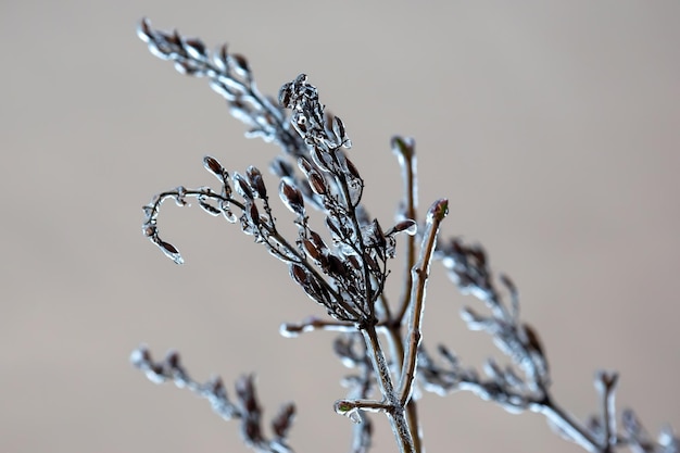 Glaçons sur les branches d'arbres glacés saison des variations de température et temps d'hiver en automne