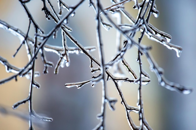 Glaçons sur les branches d'arbres glacés saison des variations de température et temps d'hiver en automne