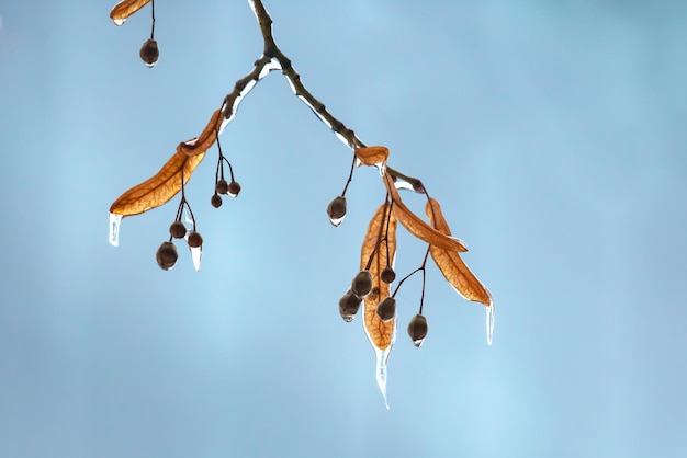 Glaçons sur les branches de glace d'un tilleul saison des changements de température et de l'hiver en automne