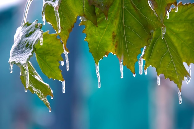 Glaçons sur les branches glacées et les feuilles vertes des arbres saison des changements de température et du temps hivernal en automne