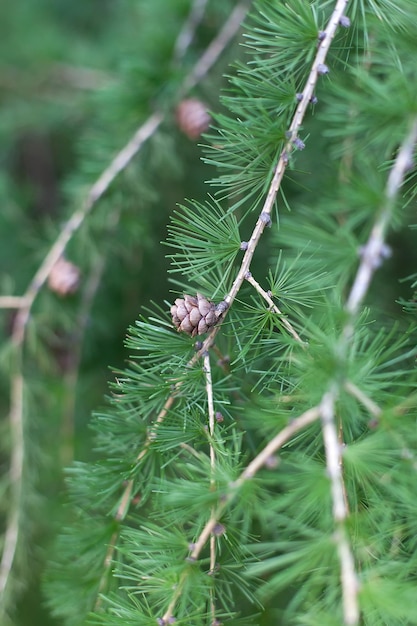 Photo des glaçons rétroéclairés dans une branche d'épinette bleue