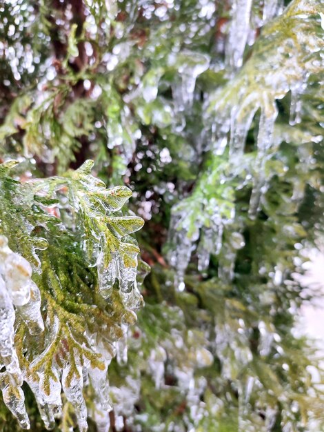 Des glaçons très longs sur des branches de thuja à feuilles persistantes en gros plan des glaçons de glace d'eau sur des feuilles d'arbustes