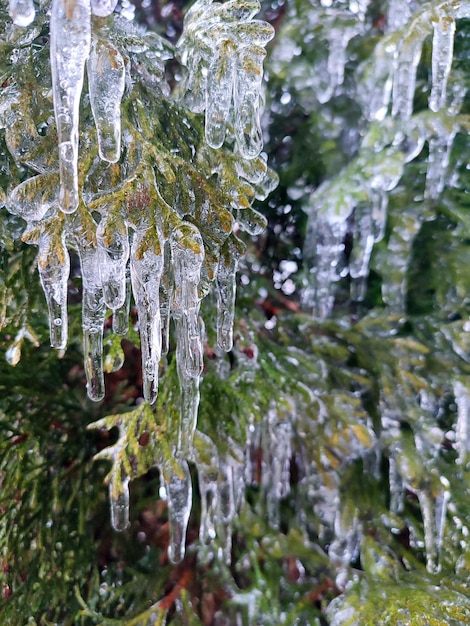 Photo des glaçons très longs sur des branches de thuja à feuilles persistantes en gros plan des glaçons de glace d'eau sur des feuilles d'arbustes