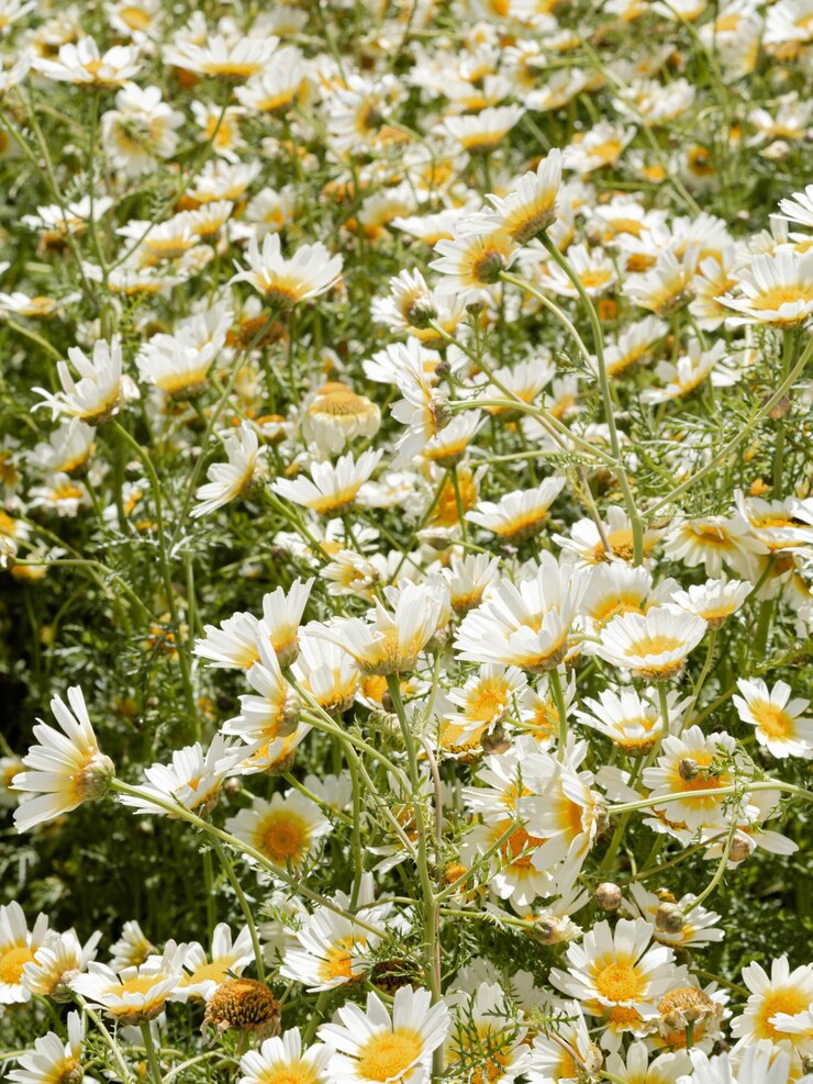 Glade avec des marguerites sauvages poussant dans une pelouse de prairie