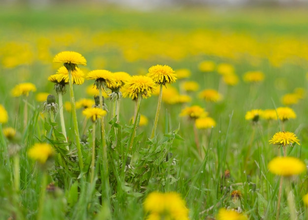 Glade avec des pissenlits en fleurs dans l'herbe verte 2