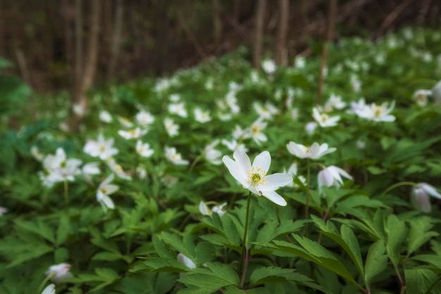 Glade avec primevères blanches fraîches printemps nature