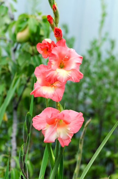 Glaïeul dans le jardin se bouchent