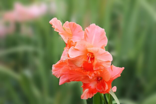 Le glaïeul rose délicat se réveille le matin après un doux glaïeul de rêve sur un fond vert isolé