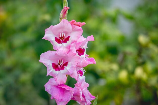 Glaïeul rose sur fond flou. Fleurs d'été