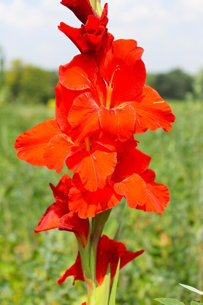 Glaïeul rouge dans le jardin