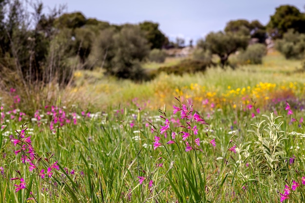 Glaïeul sauvage Gladiolus communis pousse dans un pré par une journée de printemps ensoleillée