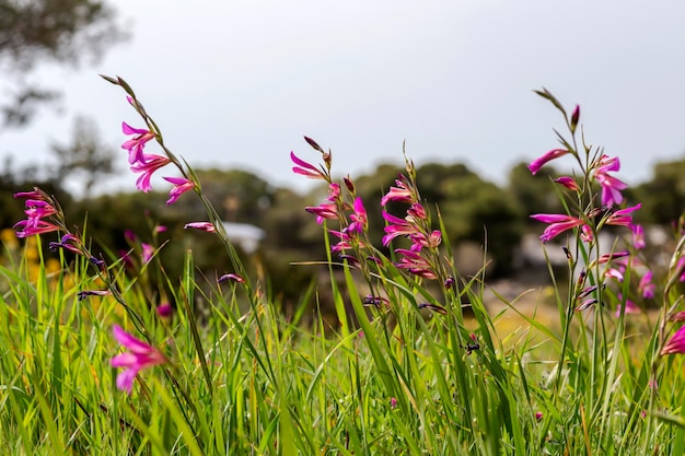 Glaïeul sauvage Gladiolus communis pousse dans un pré par une journée de printemps ensoleillée