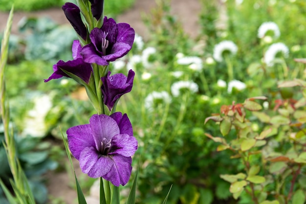 Glaïeuls poussant dans le jardin.