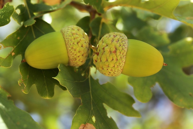 Gland frais et jeune sur l'arbre