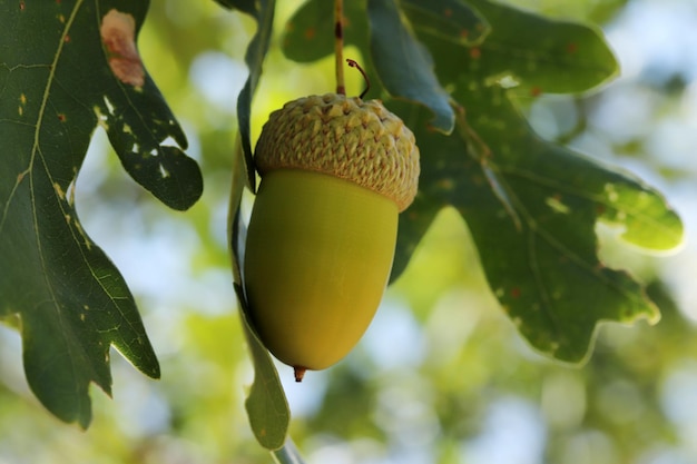 Gland frais et jeune sur l'arbre