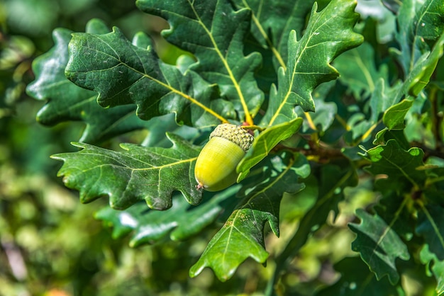 Gland parmi les feuilles vertes du chêne