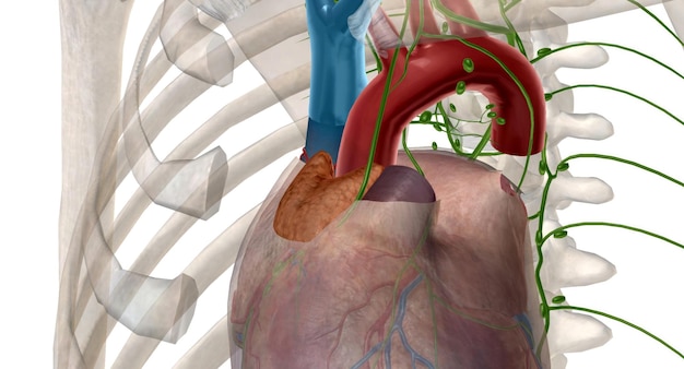 Photo la glande thymus est aussi une partie de votre système endocrine.