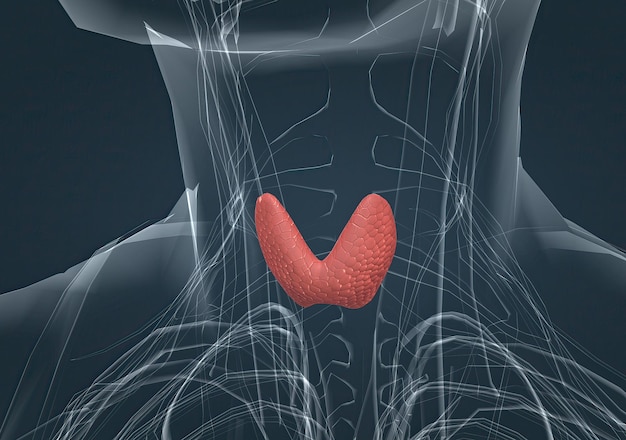 La glande thyroïde est une glande endocrine située dans le cou chez l'homme et se compose de deux lobes interconnectés.