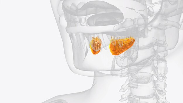 Photo les glandes et les conduits sublingues 3d