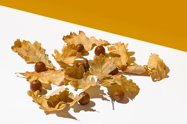 Glands et feuilles de chêne jaune sec sur blanc et jaune