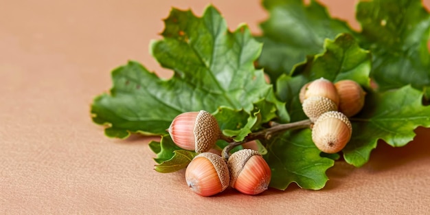 Des glands reposant sur des feuilles de chêne sur un fond beige chaud