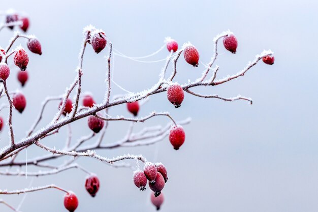 Églantier rouge couvert de givre sur un arrière-plan flou