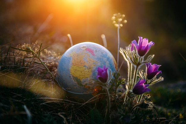 Globe terrestre dans l'herbe à côté d'une belle fleur pourpre se bouchent. L'éveil de la planète et les premières fleurs du printemps.