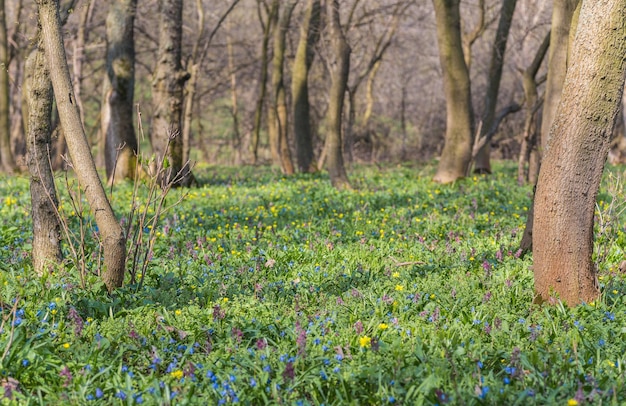 Gloire bleue des fleurs de neige