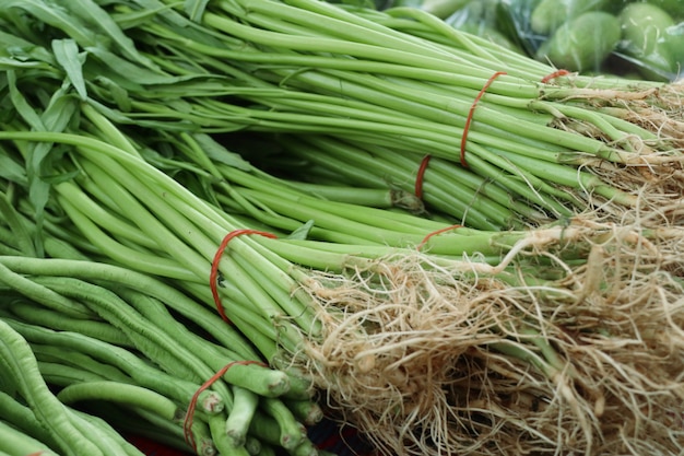 gloire du matin au marché