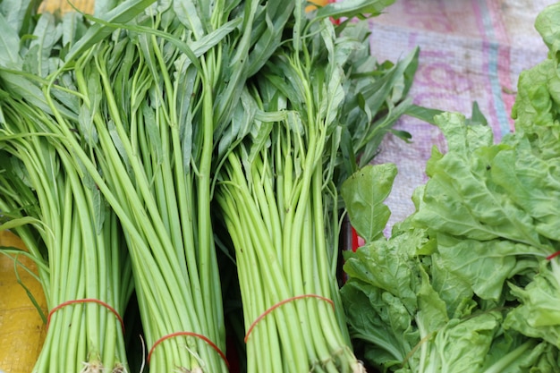 gloire du matin au marché