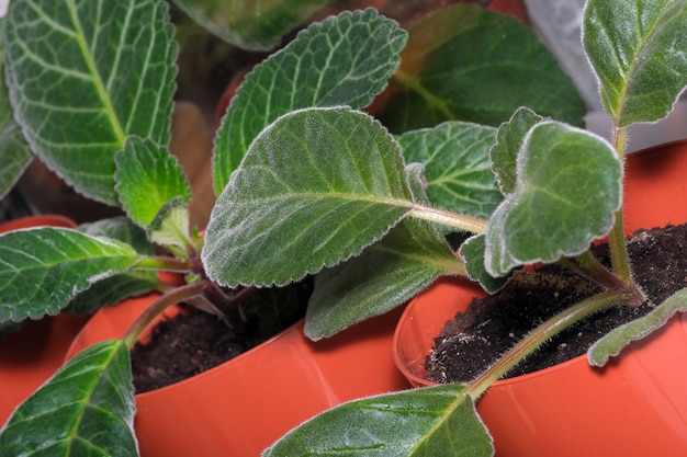 Gloxinia violet poussant dans des pots bruns avec gros plan de sol tourbeux