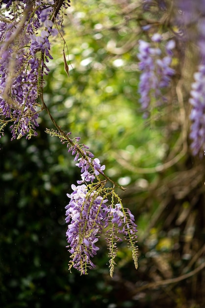 Glycine en fleurs au printemps près de la maison