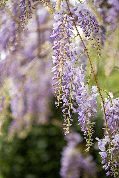 Glycine en fleurs au printemps près de la maison