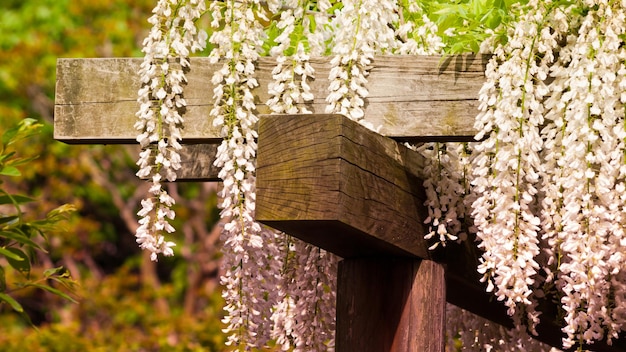 Glycine Japonaise Dans Le Jardin Japonais.