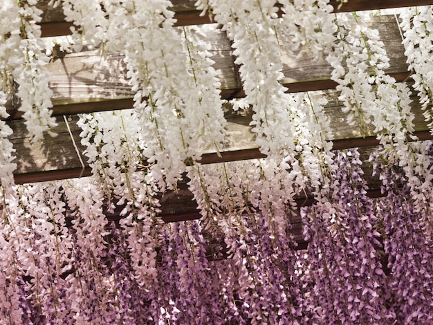 Glycine japonaise dans le jardin japonais.