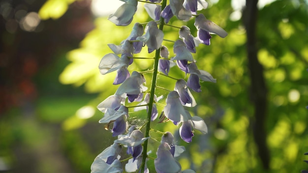 La glycine japonaise fleurit au printemps Grones de fleurs de glycine mauve gros plan sur un fond de feuilles vertes fleurissent au printemps dans le jardin