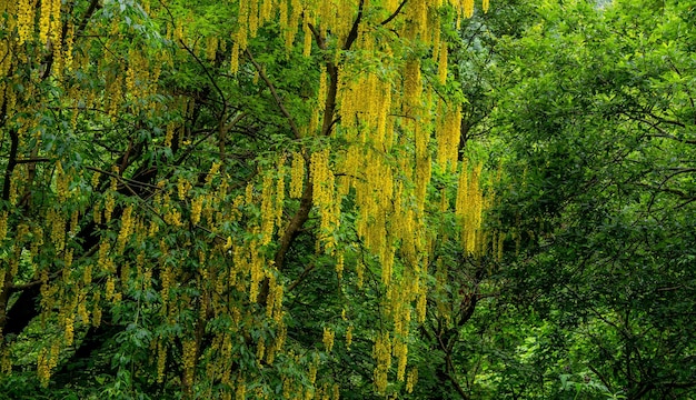 Glycine jaune