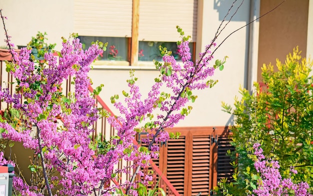 Glycine rose dans un jardin résidentiel