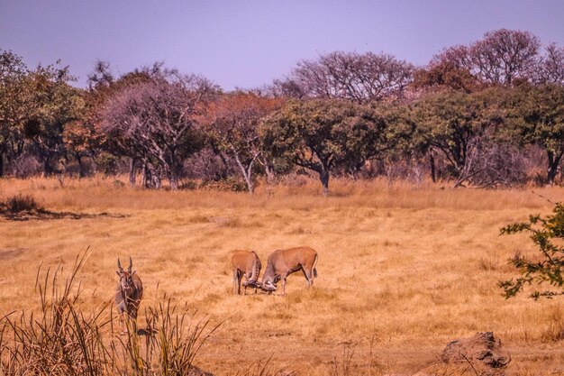 Photo les gnos sur la savane