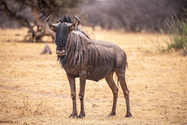 Le Gnou bleu Connochaetes taurinus dans le Khama Rhino Sanctuary Botswana