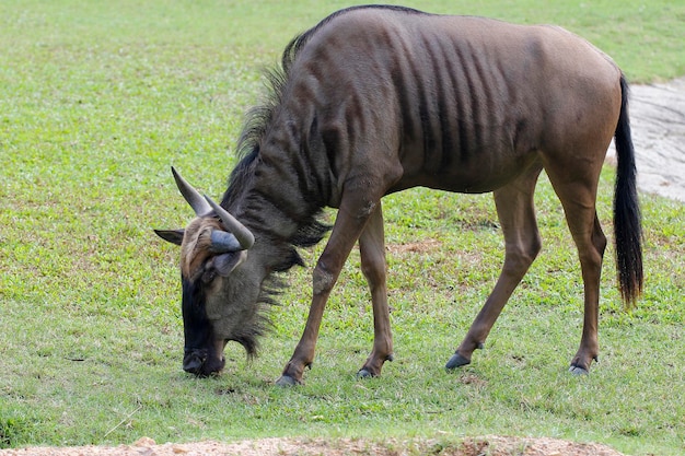 Le gnou bleu mange de l'herbe dans le jardin