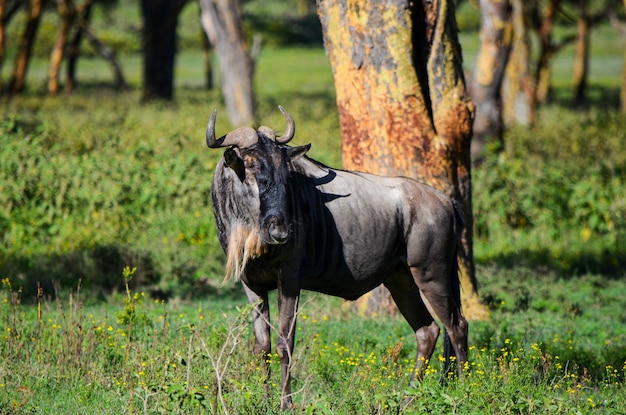 Gnou gnou dans le parc de Naivasha Kenya Afrique