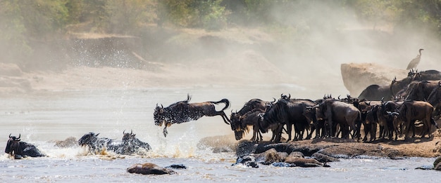 Gnou sautant dans la rivière Mara. Grande migration. Kenya. Tanzanie. Parc national du Masai Mara.