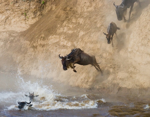 Gnou sautant dans la rivière Mara