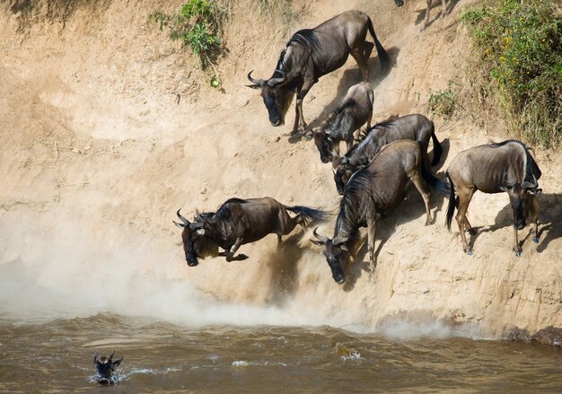 Gnou sautant dans la rivière Mara