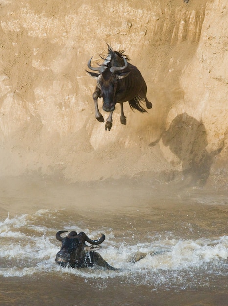 Gnou sautant dans la rivière Mara